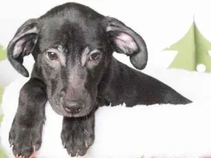 Cachorro raça SRD-ViraLata idade 2 a 6 meses nome Leleco 
