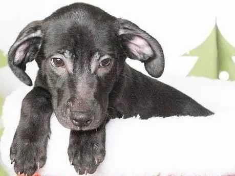 Cachorro ra a SRD-ViraLata idade 2 a 6 meses nome Leleco 