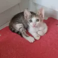 DALILA