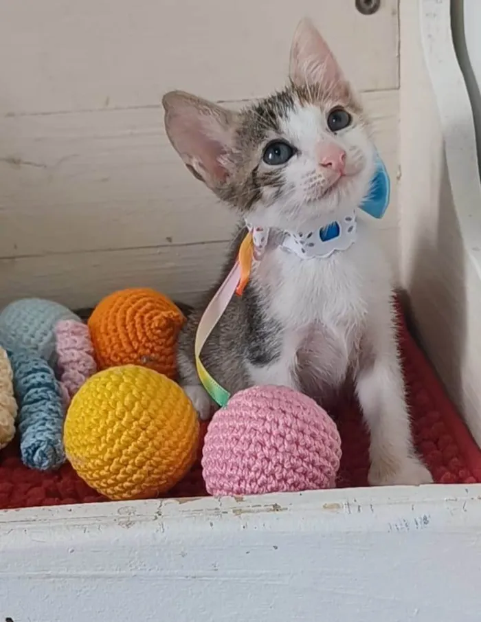 Gato ra a srd idade 2 a 6 meses nome DALILA