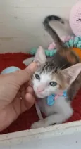 DALILA