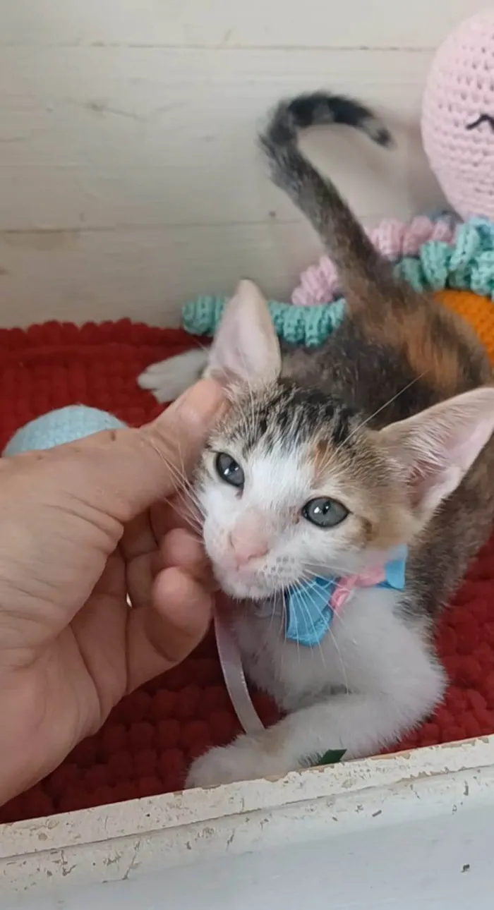 Gato ra a srd idade 2 a 6 meses nome DALILA
