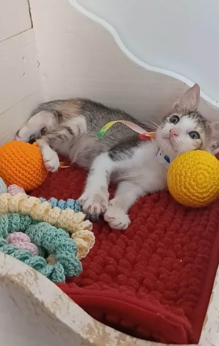 Gato ra a srd idade 2 a 6 meses nome DALILA