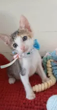 DALILA