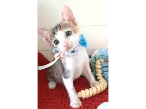 Gato raça srd idade 2 a 6 meses nome DALILA