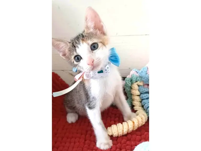 Gato ra a srd idade 2 a 6 meses nome DALILA