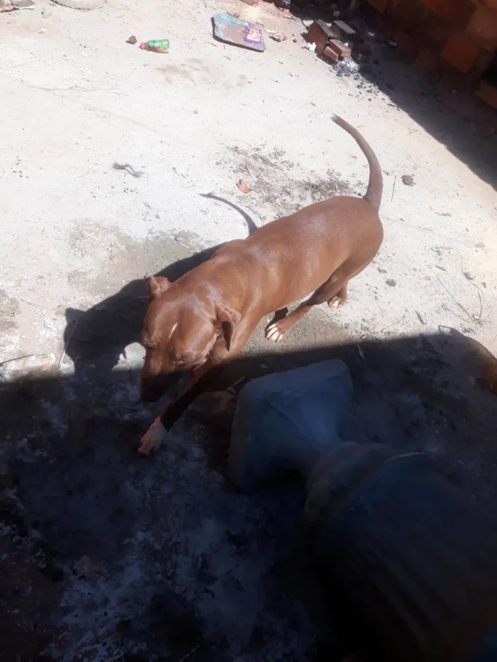 Cachorro ra a Pitbull  idade 2 anos nome Pandora 