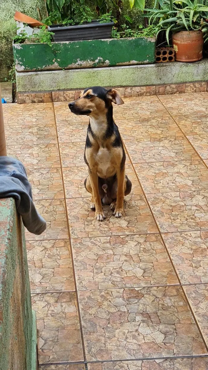 Cachorro ra a SRD-ViraLata idade 7 a 11 meses nome Barbudo, pretinho, e nelson