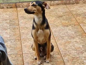 Cachorro raça SRD-ViraLata idade 7 a 11 meses nome Barbudo, pretinho, e nelson