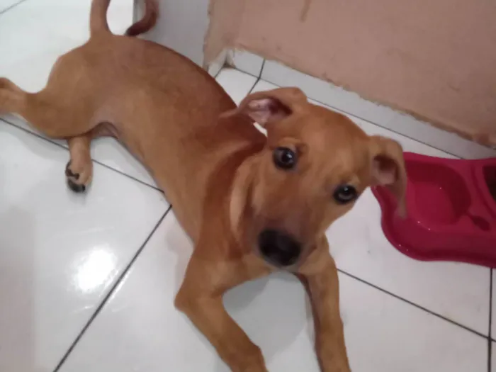 Cachorro ra a SRD-ViraLata idade 2 a 6 meses nome Aurora