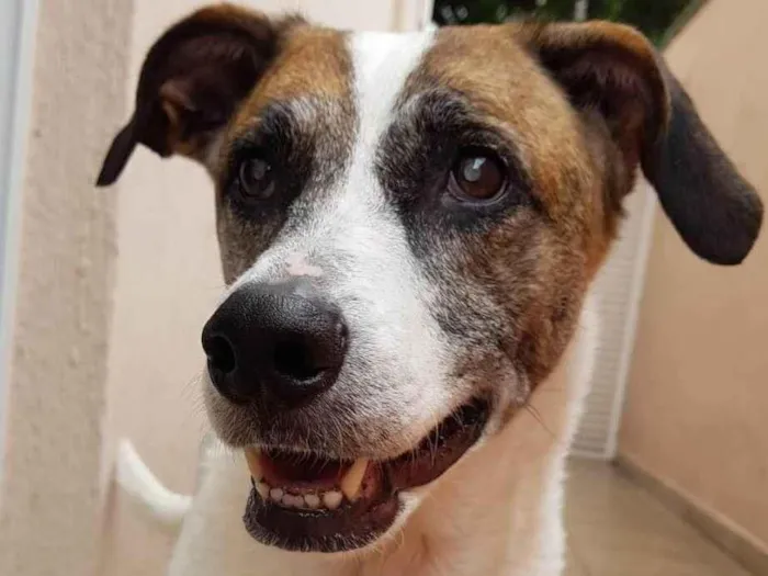 Cachorro ra a SRD-ViraLata idade 6 ou mais anos nome Lola