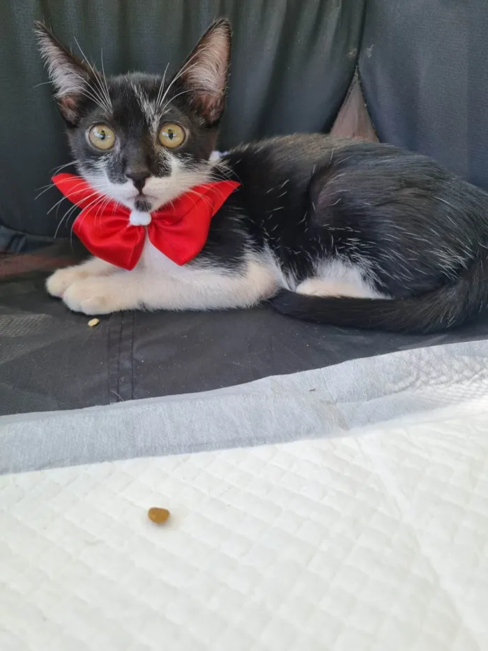Gato ra a SRD-ViraLata idade 2 a 6 meses nome Boninho