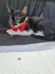 Boninho