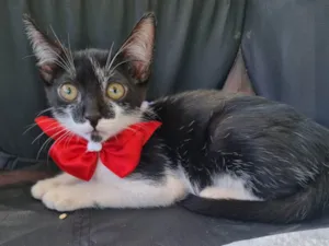 Gato raça SRD-ViraLata idade 2 a 6 meses nome Boninho