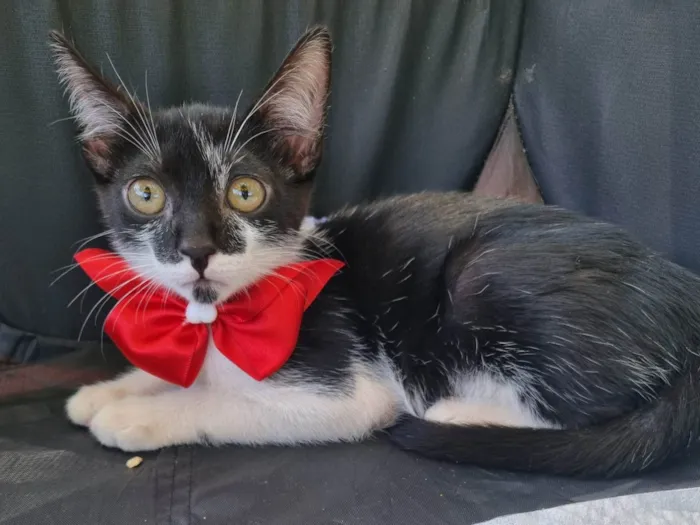 Gato ra a SRD-ViraLata idade 2 a 6 meses nome Boninho