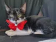 Boninho
