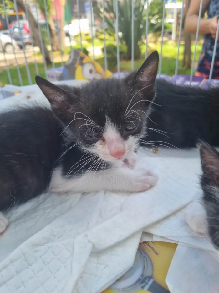 Gato ra a SRD-ViraLata idade Abaixo de 2 meses nome Frajolinha da Unb
