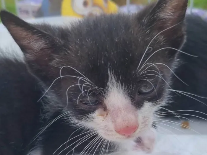 Gato ra a SRD-ViraLata idade Abaixo de 2 meses nome Frajolinha da Unb