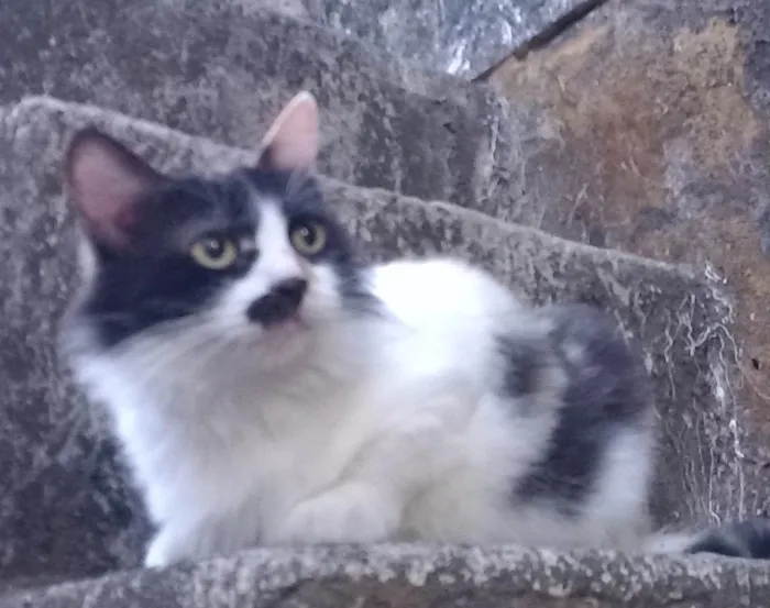 Gato ra a Mistura de Persa idade 7 a 11 meses nome Mel/nome provisório 