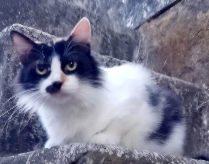 Gato ra a Mistura de Persa idade 7 a 11 meses nome Mel/nome provisório 
