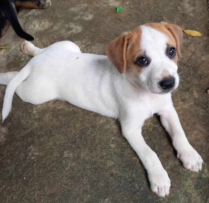 Cachorro ra a SRD-ViraLata idade 2 a 6 meses nome Leolpodina 