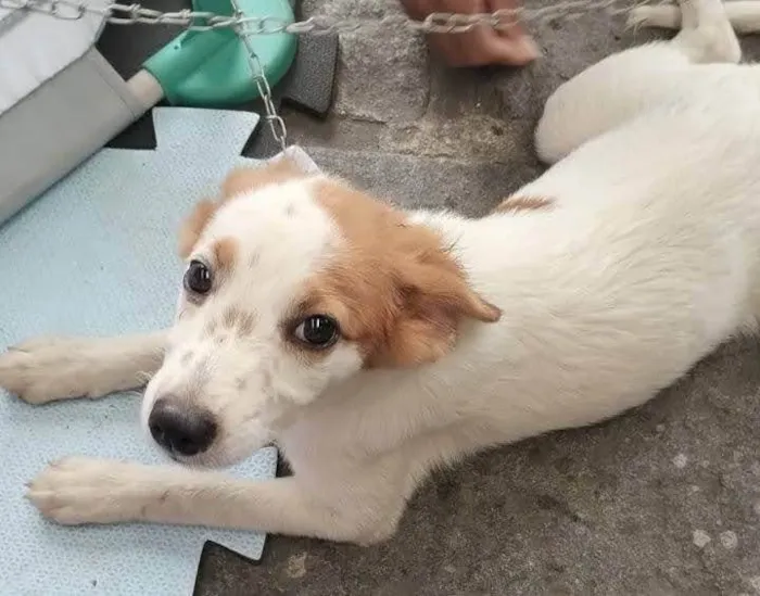 Cachorro ra a SRD-ViraLata idade 2 a 6 meses nome Godiva