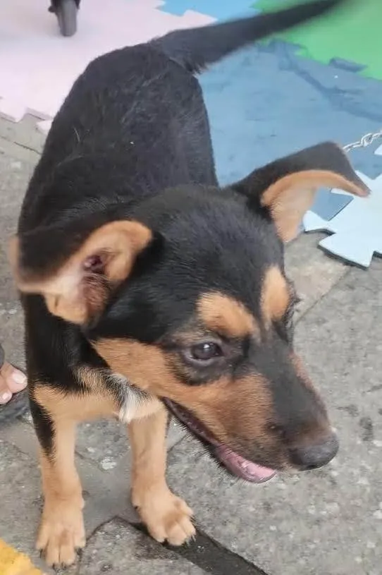 Cachorro ra a SRD-ViraLata idade 2 a 6 meses nome Feijoada 