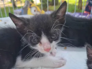Gato raça SRD-ViraLata idade Abaixo de 2 meses nome Frajolinha da Unb