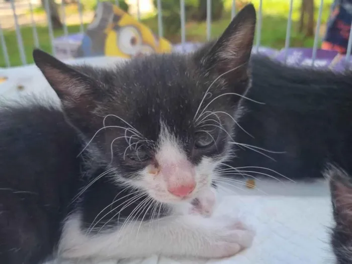 Gato ra a SRD-ViraLata idade Abaixo de 2 meses nome Frajolinha da Unb