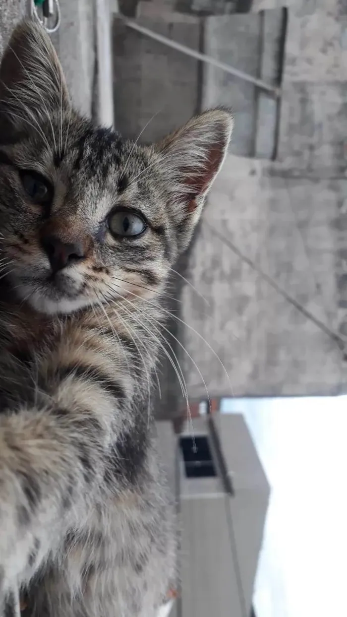 Gato ra a SRD-ViraLata idade 2 a 6 meses nome Pintadinha (sem nome)