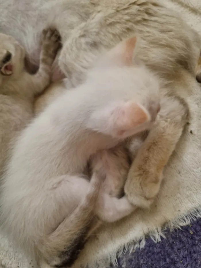 Gato ra a SRD-ViraLata idade Abaixo de 2 meses nome Filhote