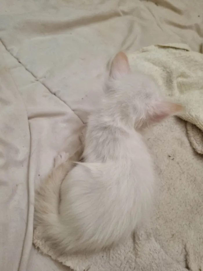 Gato ra a SRD-ViraLata idade Abaixo de 2 meses nome Filhote