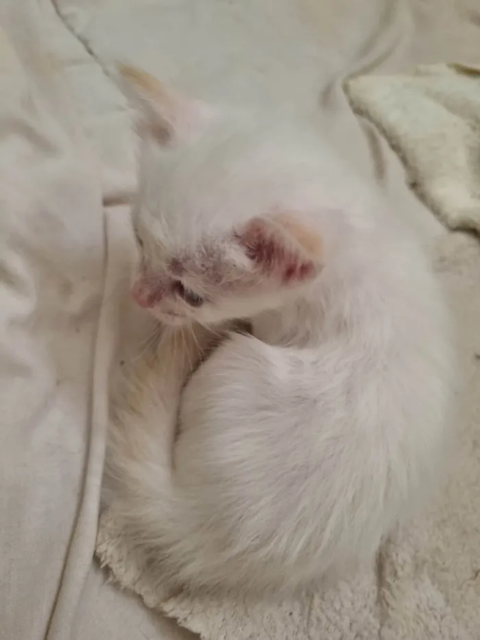 Gato ra a SRD-ViraLata idade Abaixo de 2 meses nome Filhote