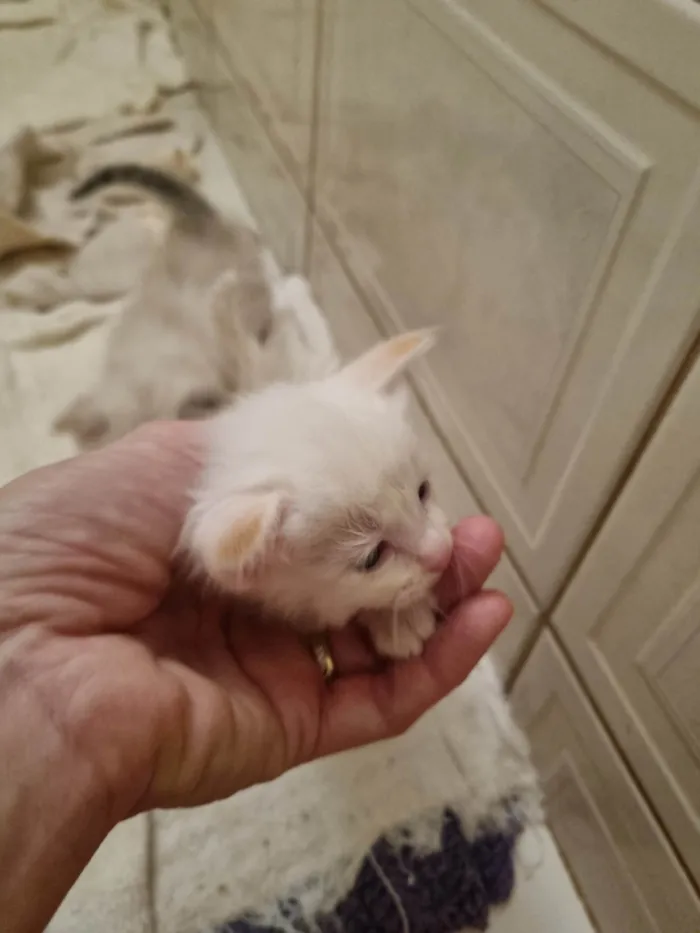 Gato ra a SRD-ViraLata idade Abaixo de 2 meses nome Filhote