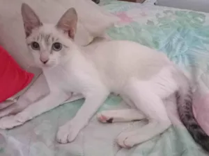 Gato raça Normal idade Abaixo de 2 meses nome Chaninha/ nome provisório. 