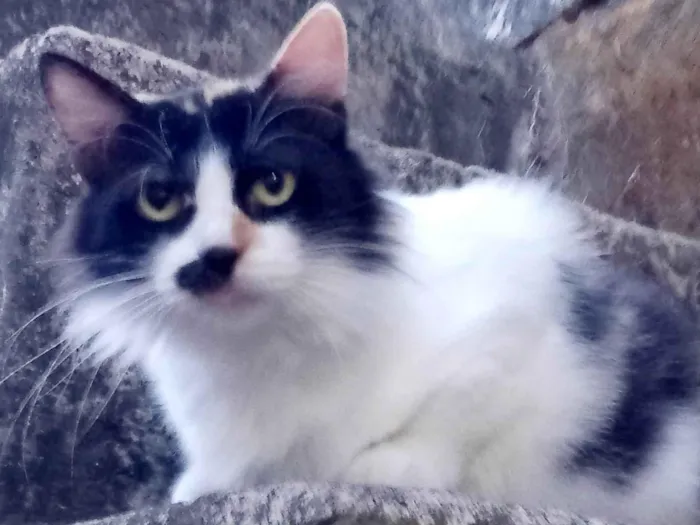 Gato ra a Mistura de Persa idade 7 a 11 meses nome Mel/nome provisório 