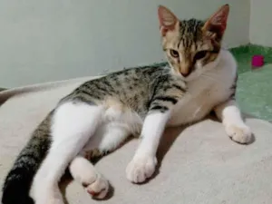 Gato raça Normal idade 2 a 6 meses nome Chaninho/ nome provisório 