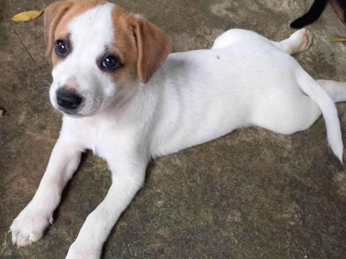 Cachorro ra a SRD-ViraLata idade 2 a 6 meses nome Leolpodina 