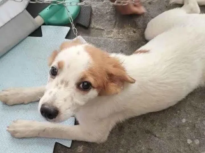 Cachorro ra a SRD-ViraLata idade 2 a 6 meses nome Godiva