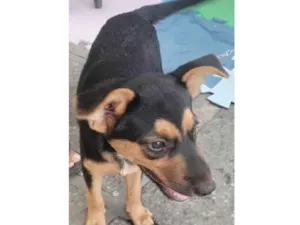 Cachorro raça SRD-ViraLata idade 2 a 6 meses nome Feijoada 