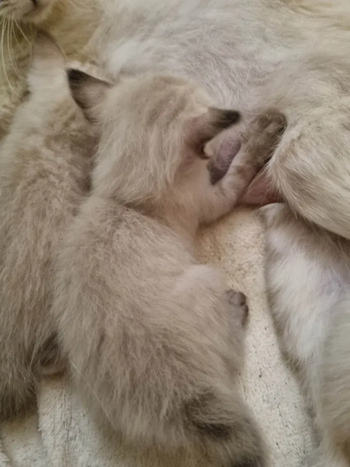 Gato ra a SRD-ViraLata idade Abaixo de 2 meses nome Clara