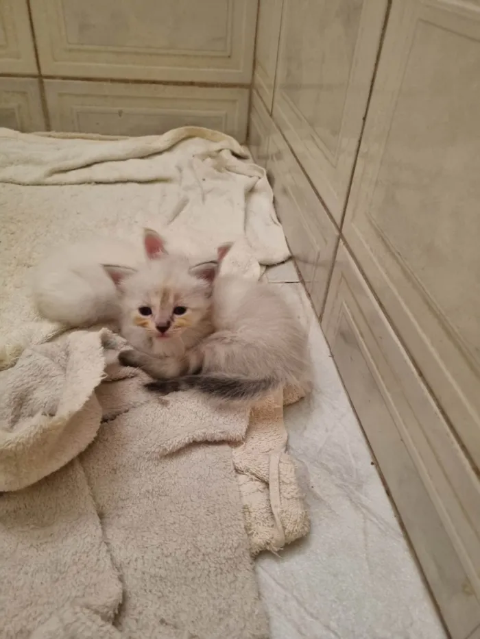 Gato ra a SRD-ViraLata idade Abaixo de 2 meses nome Clara