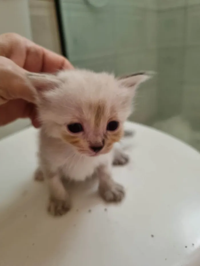 Gato ra a SRD-ViraLata idade Abaixo de 2 meses nome Clara