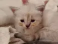 Clara