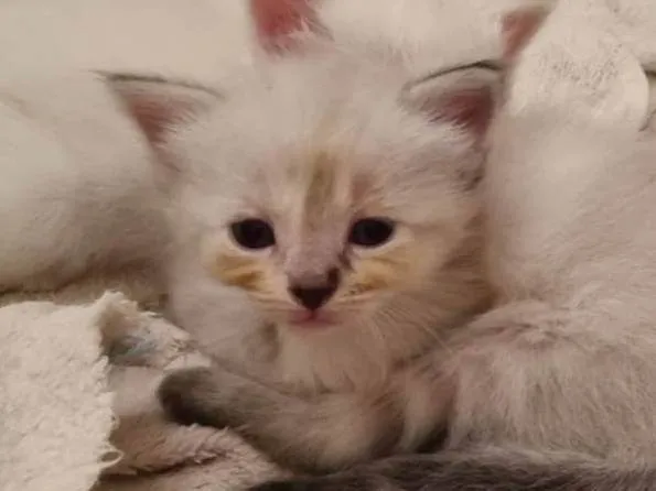 Gato ra a SRD-ViraLata idade Abaixo de 2 meses nome Clara