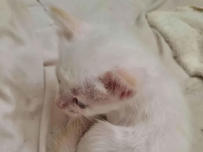 Gato ra a SRD-ViraLata idade Abaixo de 2 meses nome Filhote