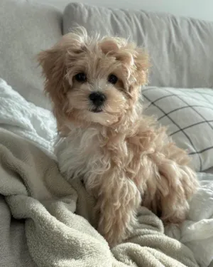 Cachorro raça Maltês idade 2 a 6 meses nome luna 