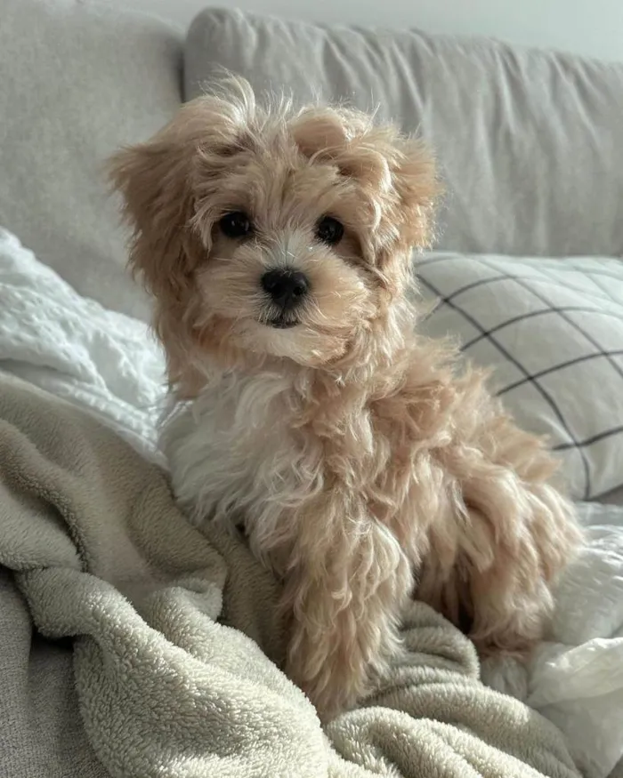 Cachorro ra a Maltês idade 2 a 6 meses nome Lucia