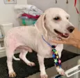 POODLEZINHO BRANCO
