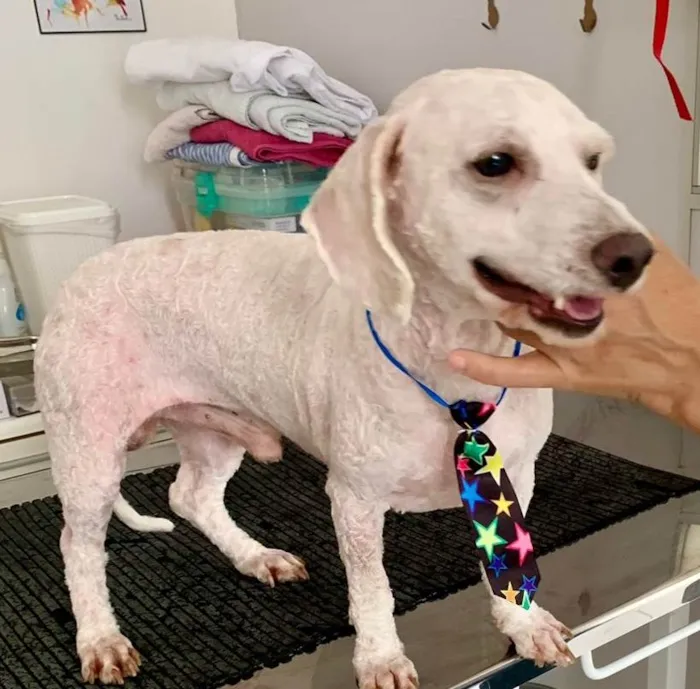 Cachorro ra a Poodle idade 2 anos nome POODLEZINHO BRANCO